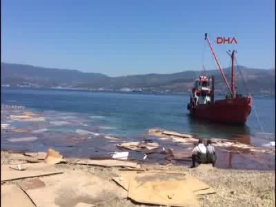 Bursa'da sahile vuran suntaların nedeni belli oldu
