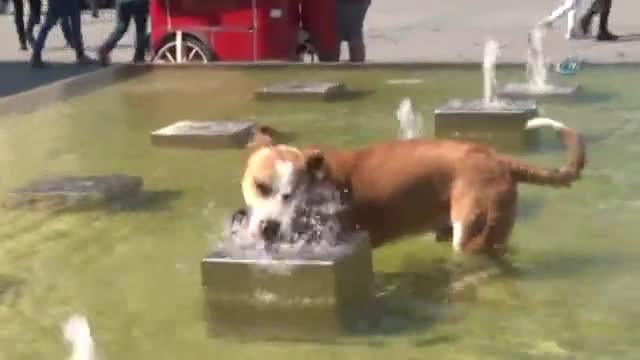 Sıcaktan bunalan köpeğin fıskiye ile imtihanı