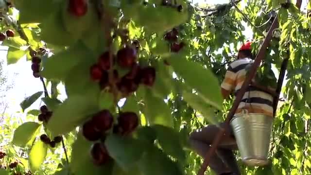 Avrupa pazarında "Türk kirazı"na ilgi büyük