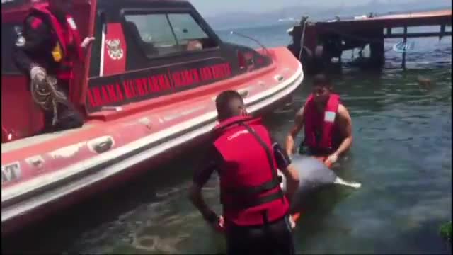 Kıyıya vuran yaralı yunusu kurtarma çabası kamerada
