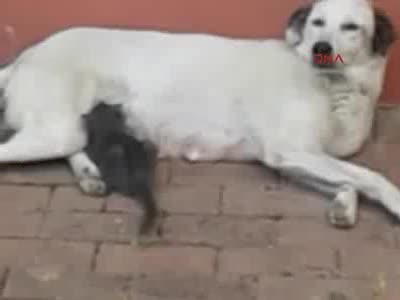 Bursa'da köpekten insanlık dersi