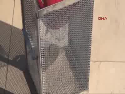 Otomobil kullanırken ayağına yılan dolandı!