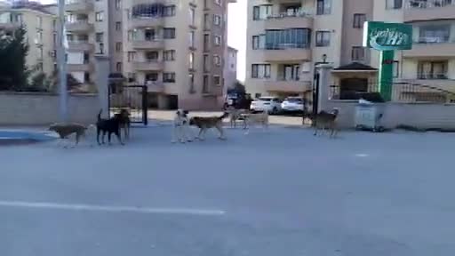 Bursa Yenişehir'de köpek istilası