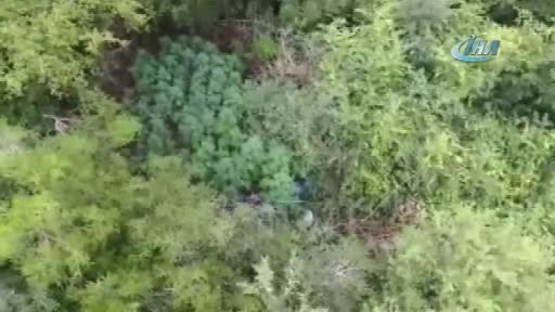 Bursa'da kenevirleri sulamak için ormana hortum sistemi çekmiş