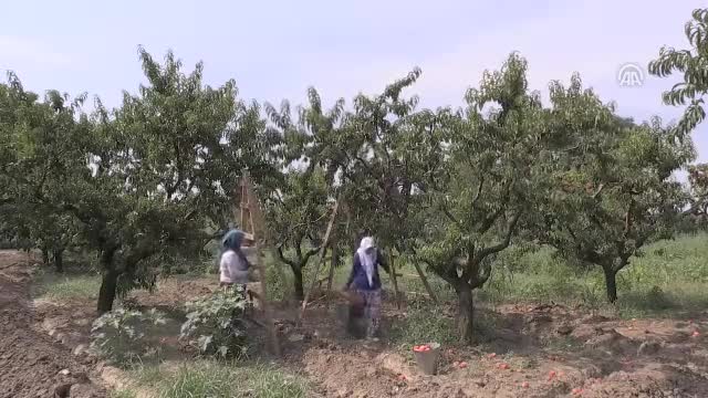 Antalya'daki turist canlılığı Bursa şeftalisine talebi artırdı