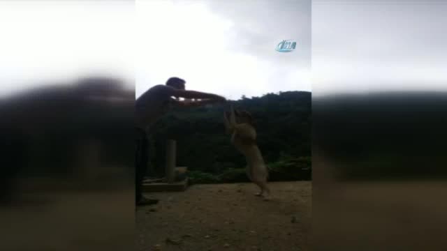 Bu köpek kolbastı oynuyor