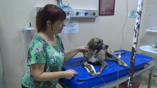 Bursa'da zehirlenen köpeği taksi ile hastaneye yetiştirdi