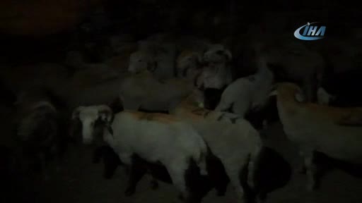 Bursa'da kurbanlıklarla koyun koyuna uyuyorlar