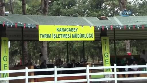 Bursa'da TİGEM'in taylarına yoğun ilgi