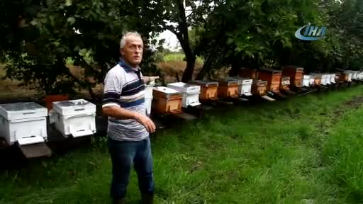 Bursa'da metrekareye 70 kilogram yağış düştü, binlerce arı telef oldu