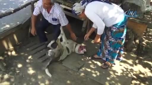 Bursa'da vahşet! Köpeği çelik iple astılar