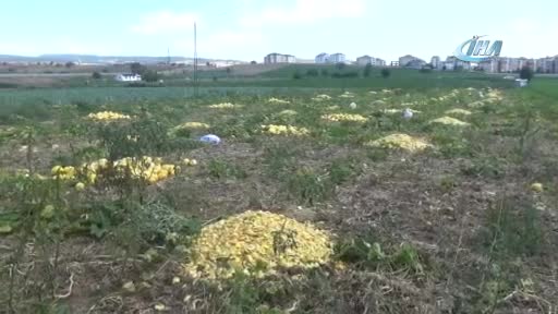 İlk kez ekildi, Bursa'da üreticiyi güldürdü