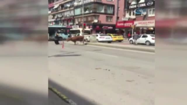 Kurbanlık boğa, genç kadını ağır yaraladı
