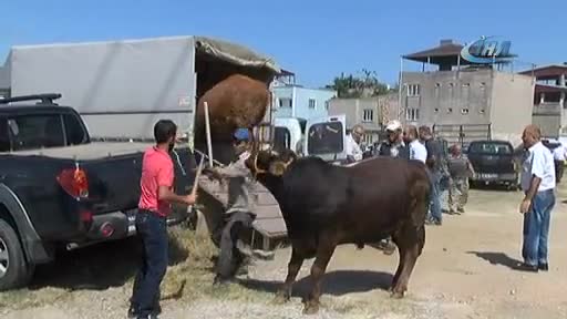 Bursa'da kaçan boğa kısa sürede yakalandı