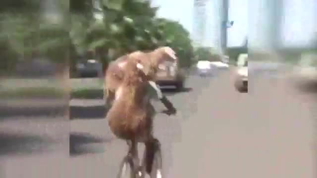Gören bir daha baktı: Bisikletle 2 kurbanlık taşıdı