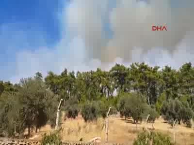 Muğla'da orman yangını