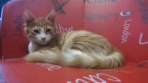 Bursa'da kedi beslediği için kendisiyle tartışan kişiden şikayetçi oldu