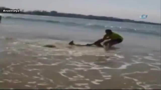 Köpek balığını kuyruğundan çekerek suya bıraktı