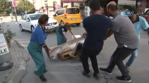 Bursa Karacabey Boğazı'ndan 2 köpek balığı çıktı