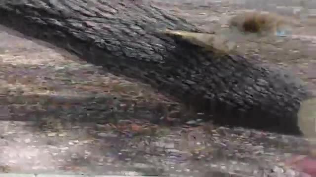 Sincabı beslemek isterken parmağından oluyordu