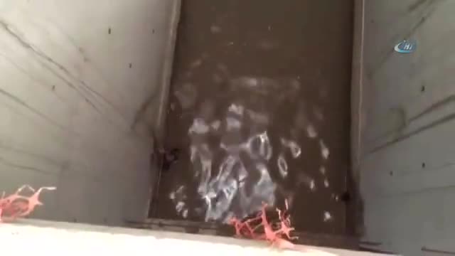 Suda mahsur kalan köpeğin kurtarılma anı kamerada