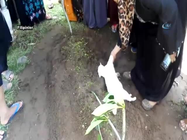Sahibinin mezarını terk etmedi