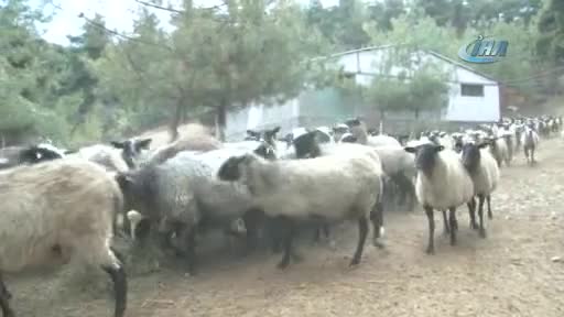 Bursa'ya Ukrayna'dan getirdi, siparişlere yetişemiyor