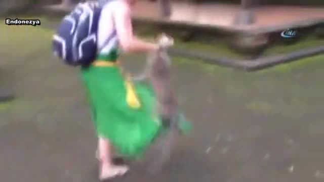 Maymun turisti böyle ısırdı