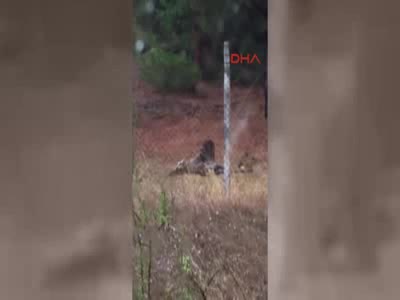 Bursa'da aç kalan köpekler Uludağ Üniversitesi'ndeki geyikleri yedi