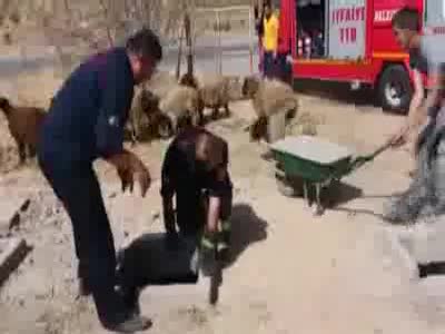 Kuyuya düşen 37 koyun kurtarıldı