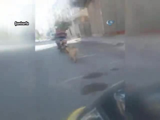 Köpeğin boğazına ip geçirip motosikletle sürükledi