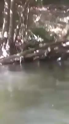 Bursa'da yıllar sonra su samuru görüntülendi!