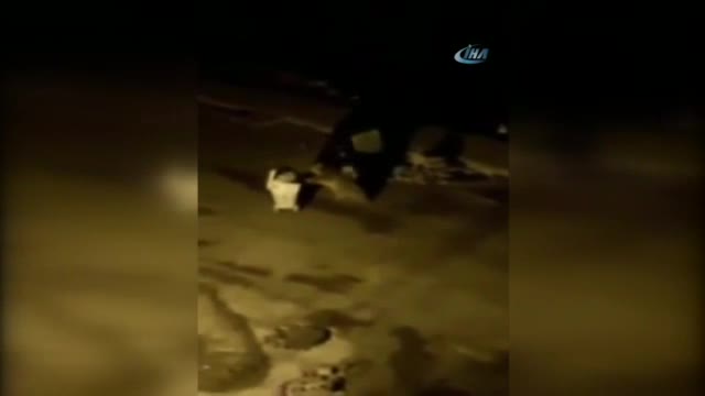Aç kalan yavru ayı çöp konteynerini götürdü