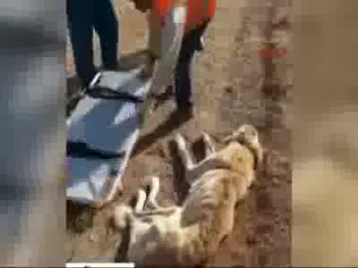 Açlıktan ölmek üzereyken bulunan köpek hayata döndürüldü