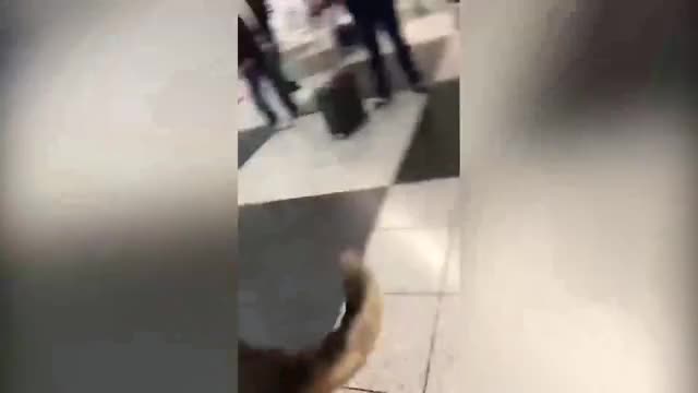 Almanya'ya inen Türklere köpekle arama şoku!