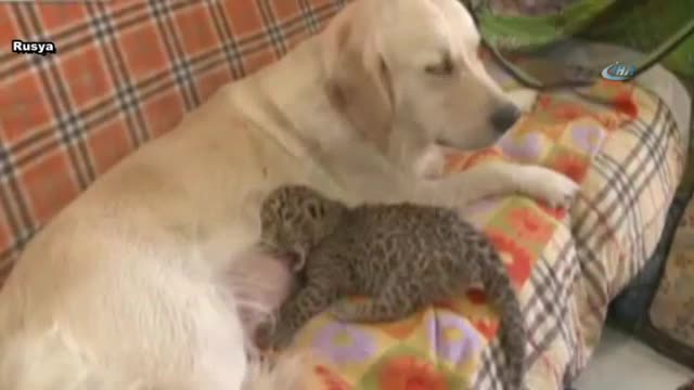 Köpek leopara annelik yapıyor