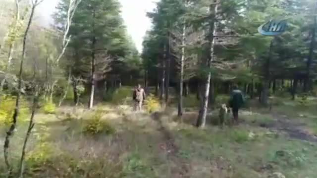 Dünyanın en pahalı mantarı böyle toplanıyor