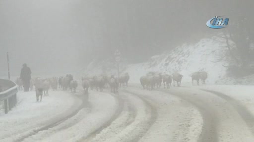 Bursa Uludağ'a kar yağdı, koyunların zirve kampı erken bitti