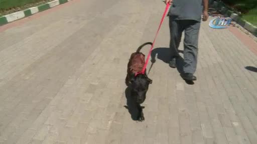 Bursa'da kızgın suyla haşlanan köpek sağlığına kavuştu