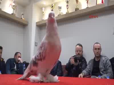 Bursa'da bu güvercinlerin her biri, lüks araba değerinde