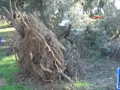 Bursa Mudanya'da ağaçları kesilen zeytin üreticisi çözüm bekliyor