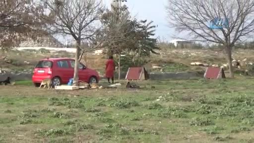 Bursa'da sokak hayvanları için kulübe dağıtıldı