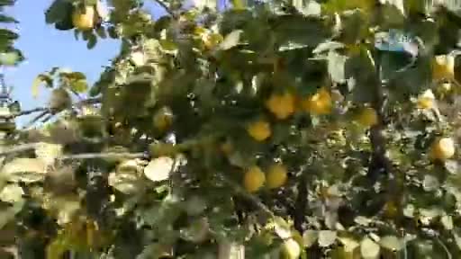 Bursa'da ayvayı yedi, yerine para astı