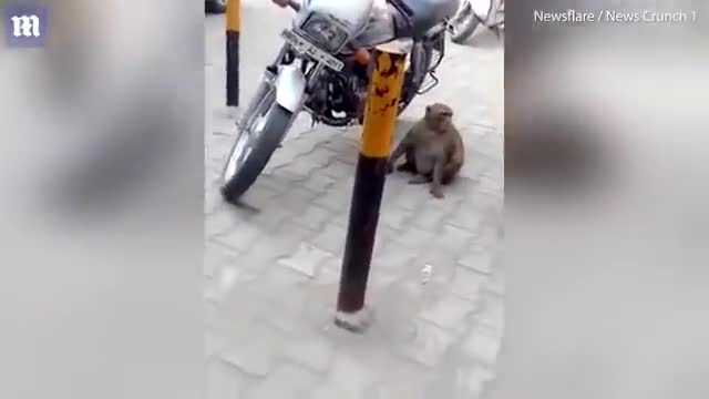 Beklenmedik bağımlılık, maymuna muzu bıraktırdı
