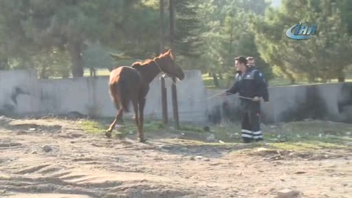 Bursa'da başıboş at ve kaçak baraka sahipleri zabıta ve polise bıçakla direndi