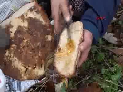 Bursa'da yavru ayıları ballı ekmekle besliyor