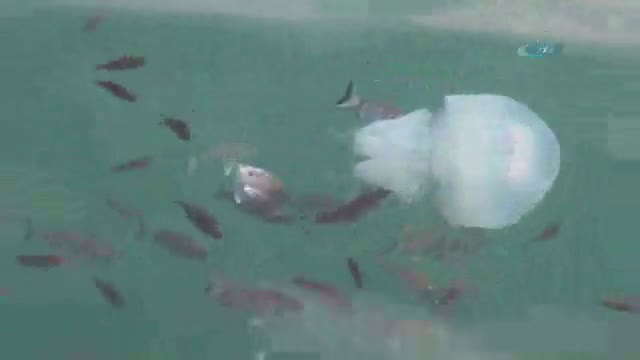 Tarakçı balıklarının deniz anasına saldırı anı kamerada