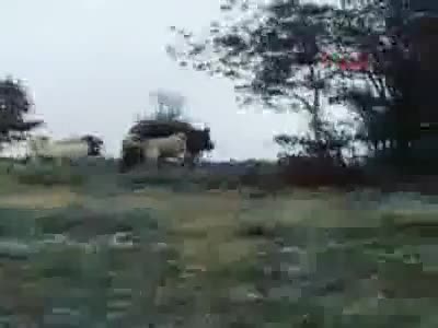 Sürüye saldıran ayıyı çoban köpeği uzaklaştırdı