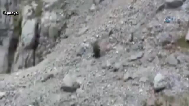 Domuzu uçurumdan yuvarladılar