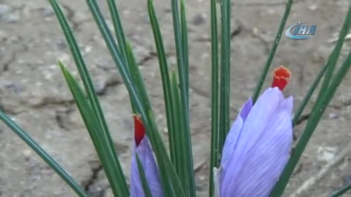 Dünyanın en pahalı bitkisi Bursa'da yetişiyor! Gramı 100 lira